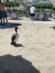 Leucocarbo bougainvillii