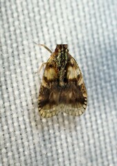 Bothriocera