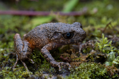Leptobrachella arayai