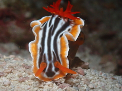 Chromodoris magnifica