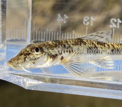 Pseudogobio esocinus