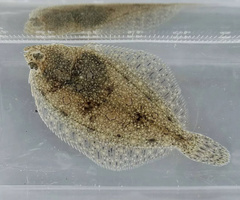 Platichthys bicoloratus