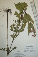 Eutrochium maculatum bruneri