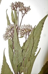 Eutrochium maculatum bruneri