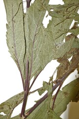 Eutrochium maculatum bruneri