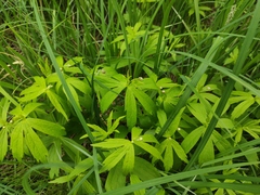 Anemonastrum dichotomum