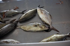 Seriola rivoliana