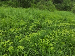 Anemonastrum dichotomum