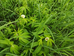 Anemonastrum dichotomum