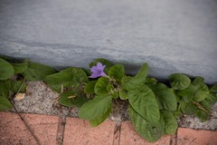 Ruellia ciliatiflora