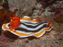 Chromodoris magnifica