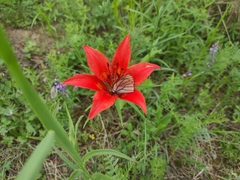 Lilium pensylvanicum