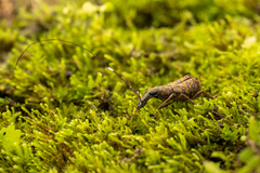 Anthribidae