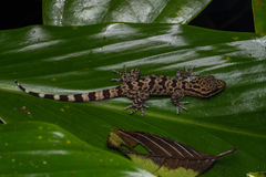 Cyrtodactylus matsuii