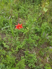 Lilium pensylvanicum