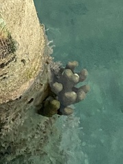 Porites porites