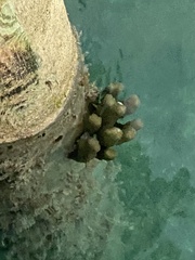 Porites porites