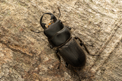 Dorcus reichei