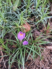 Crocus tommasinianus
