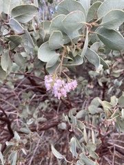 Arctostaphylos viscida mariposa