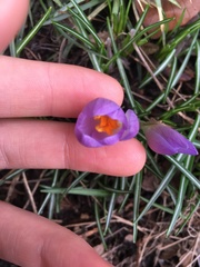 Crocus tommasinianus