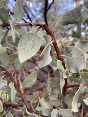 Arctostaphylos viscida mariposa
