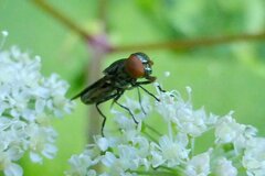 Chrysogaster solstitialis