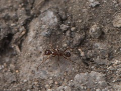 Pheidole fallax