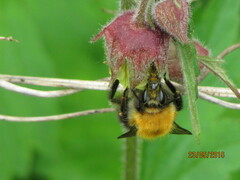 Bombus