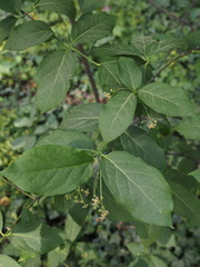 Euonymus latifolius