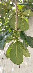 Ficus obtusifolia