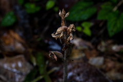 Anoectochilus monicae