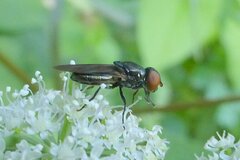 Chrysogaster solstitialis