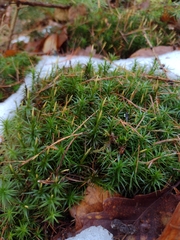 Polytrichum formosum