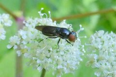 Chrysogaster solstitialis