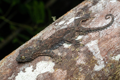 Gekko rhacophorus
