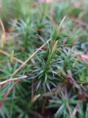 Polytrichum formosum