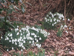 Galanthus