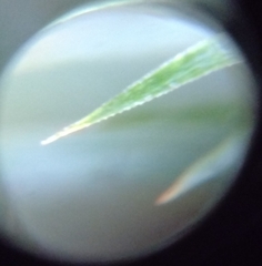 Polytrichum formosum