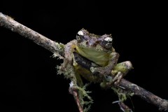 Philautus macroscelis