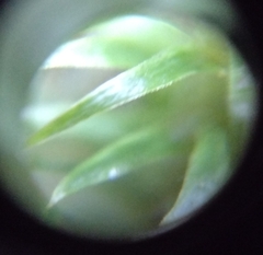 Polytrichum formosum