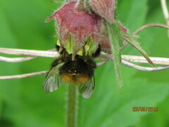 Bombus