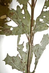 Eutrochium maculatum bruneri