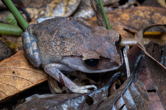 Leptobrachium