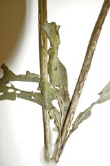 Eutrochium maculatum bruneri