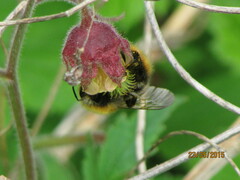 Bombus