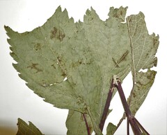 Eutrochium maculatum bruneri