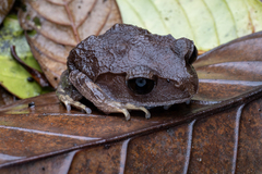 Leptobrachium