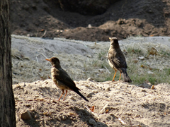 Turdus falcklandii magellanicus
