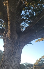 Coniophora puteana